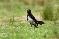 Pavik cernobily - Rhipidura leucophrys - Willie-wagtail o7542